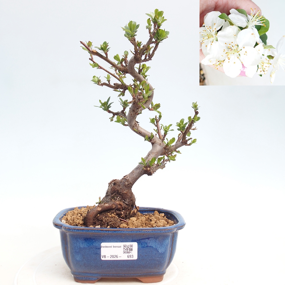 Outdoor bonsai - Malus sargentii - Small-fruited apple tree