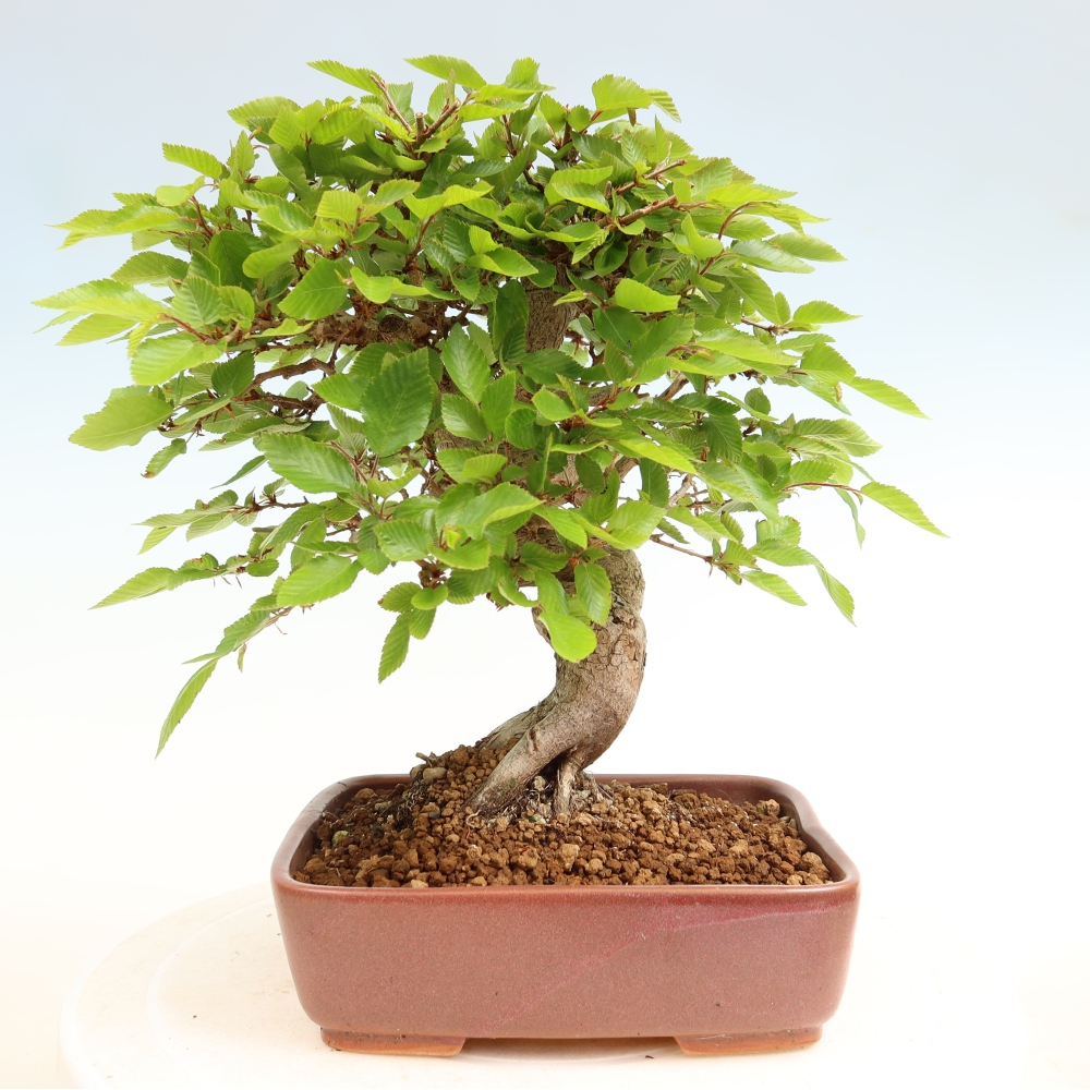 Outdoor bonsai -Carpinus coreana - Korean Hornbeam