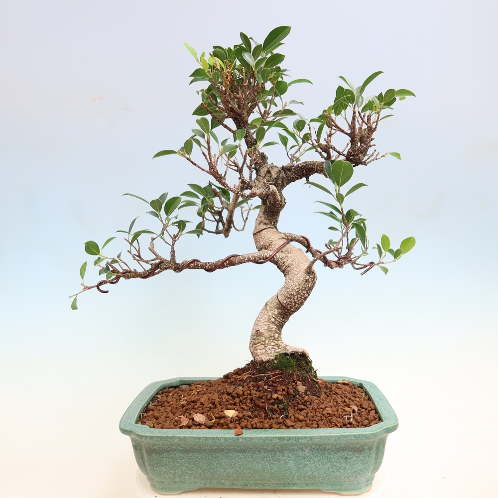 Room bonsai - Ficus kimmen - small-leaved ficus