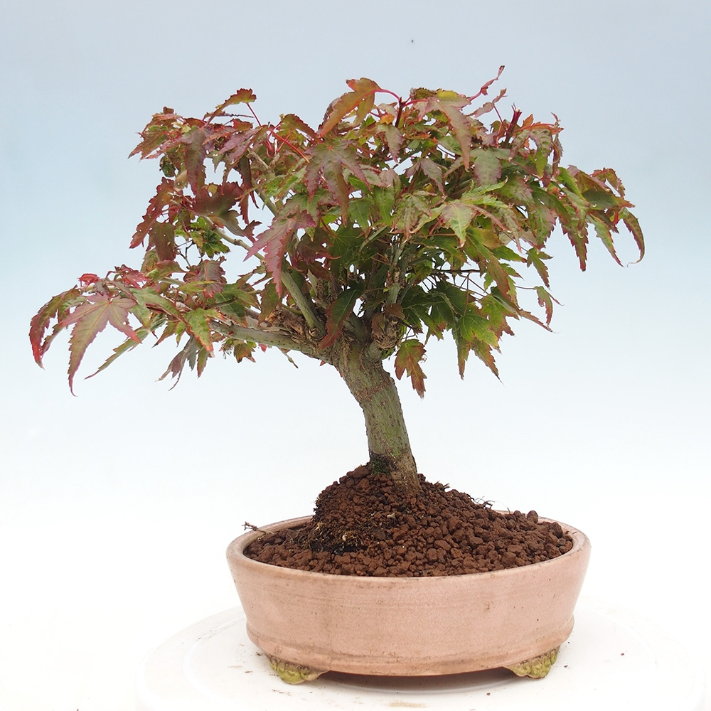 Acer palmatum KIOHIME - Palmetto maple