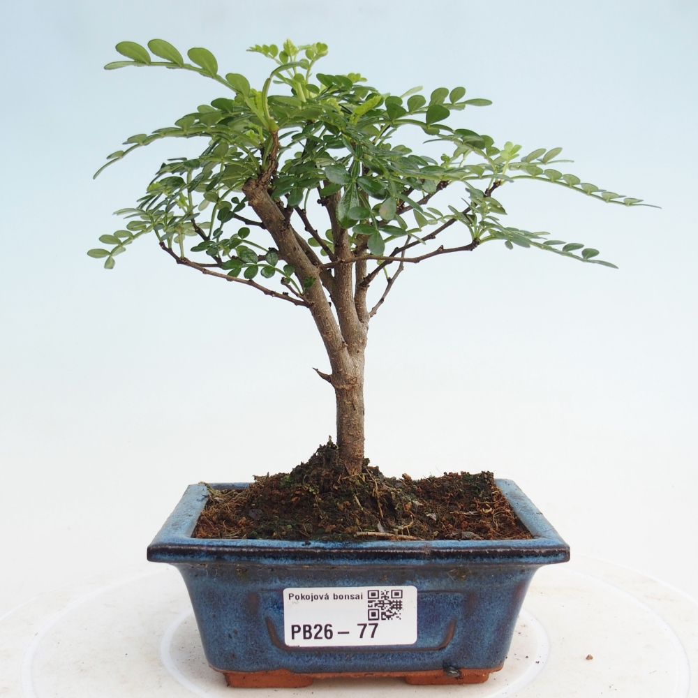Room bonsai - Zantoxylum piperitum - pepper tree