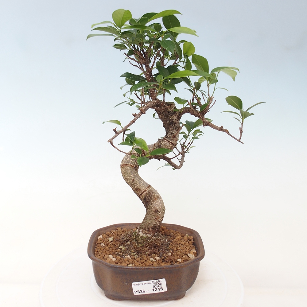 Room bonsai - Ficus retusa - small-leaved ficus