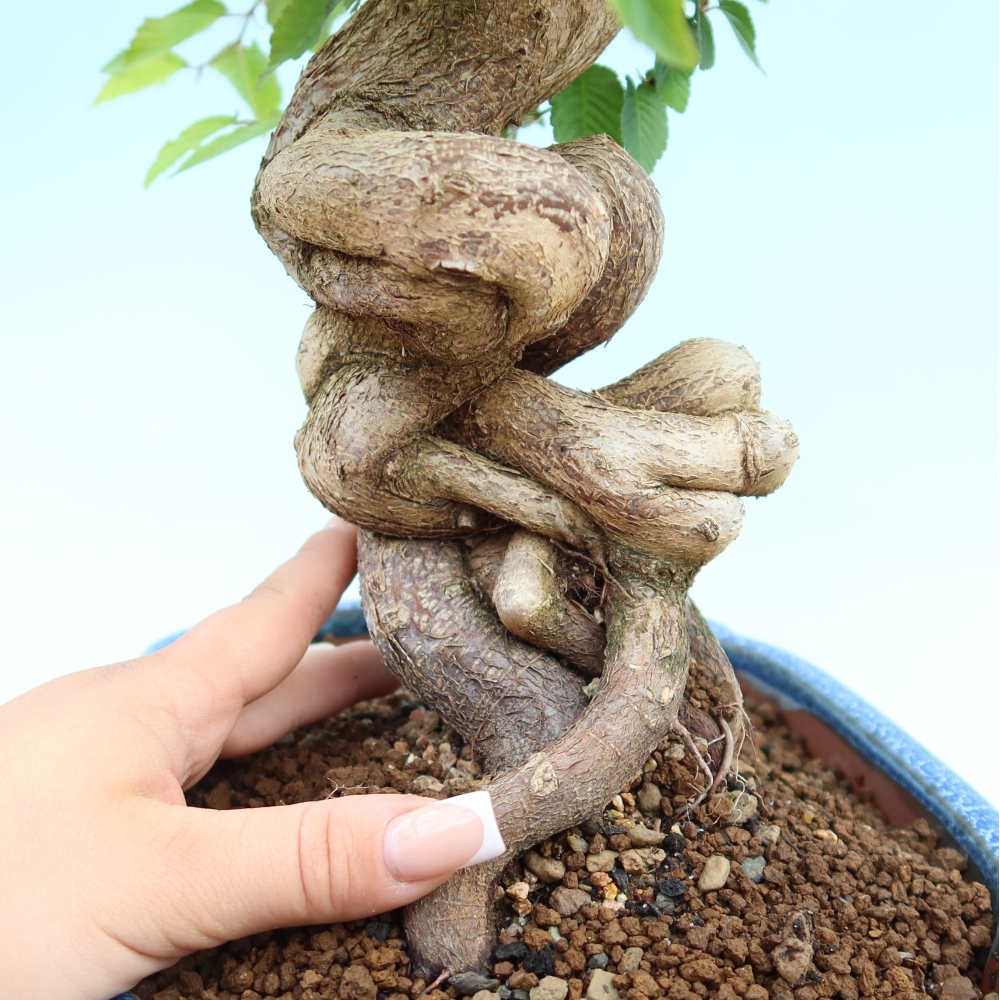 Outdoor bonsai -Carpinus coreana - Korean Hornbeam