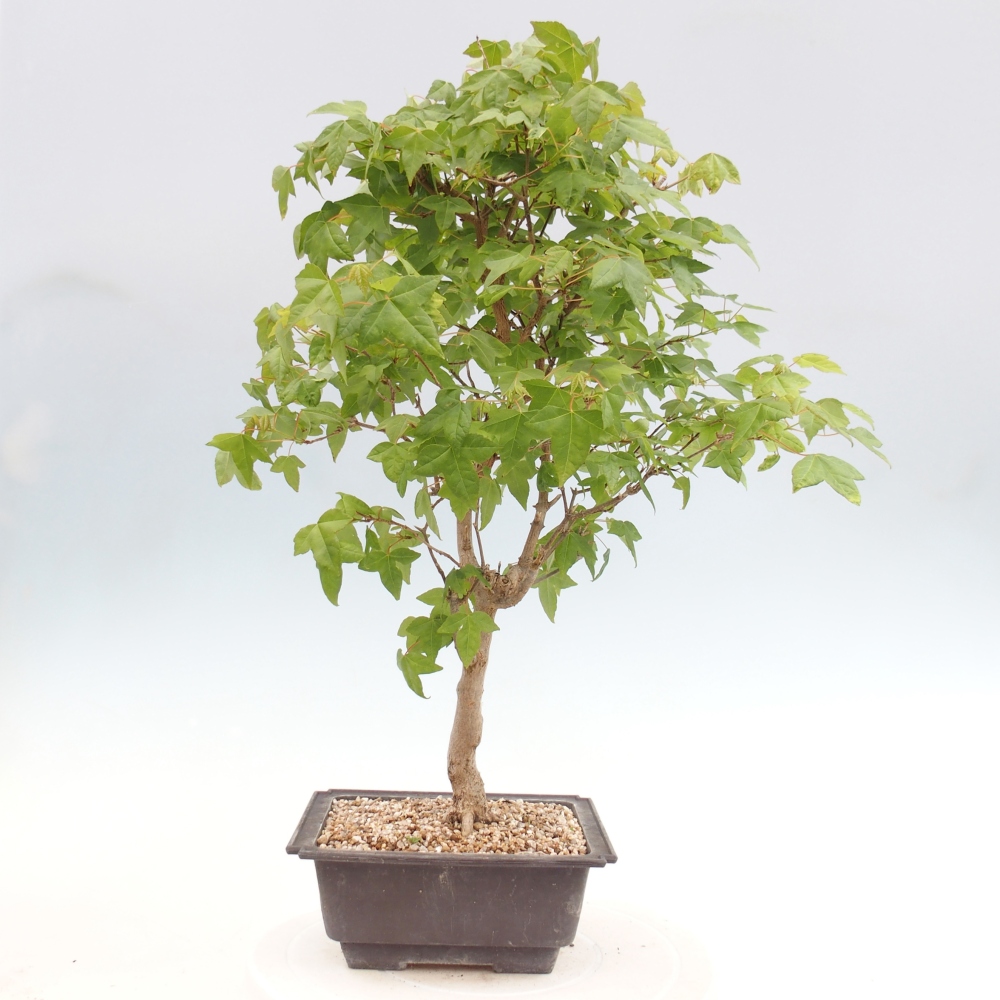 Outdoor bonsai - Acer Buergerianum - Burger Maple