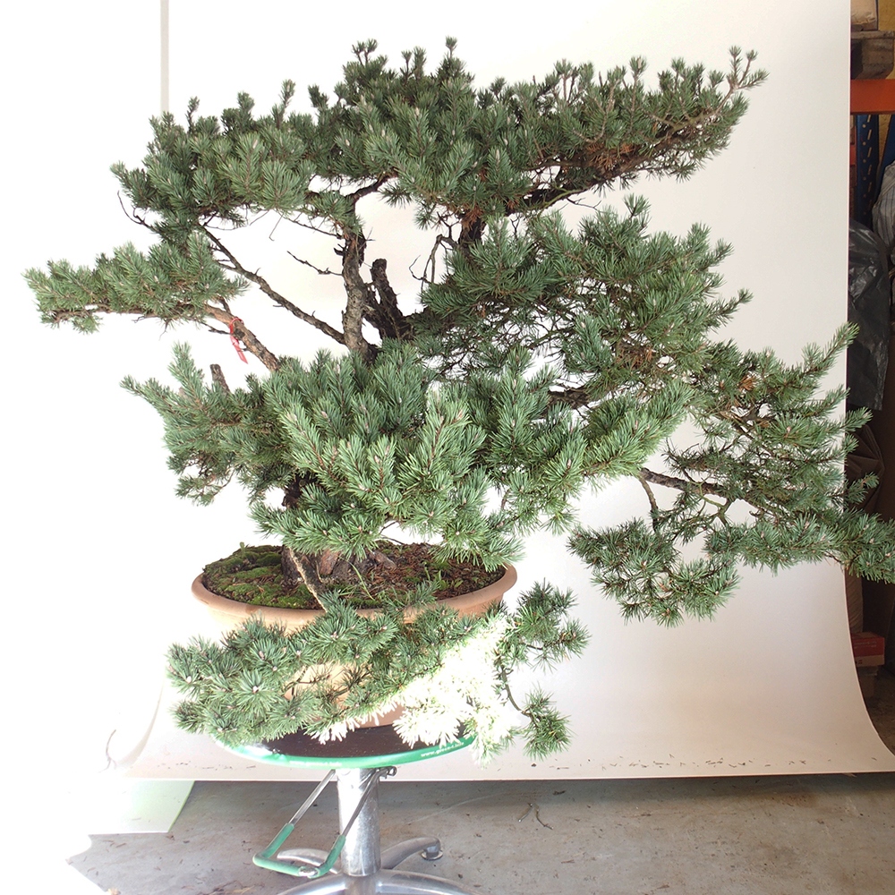 Yamadori - Pinus sylvestris Spain