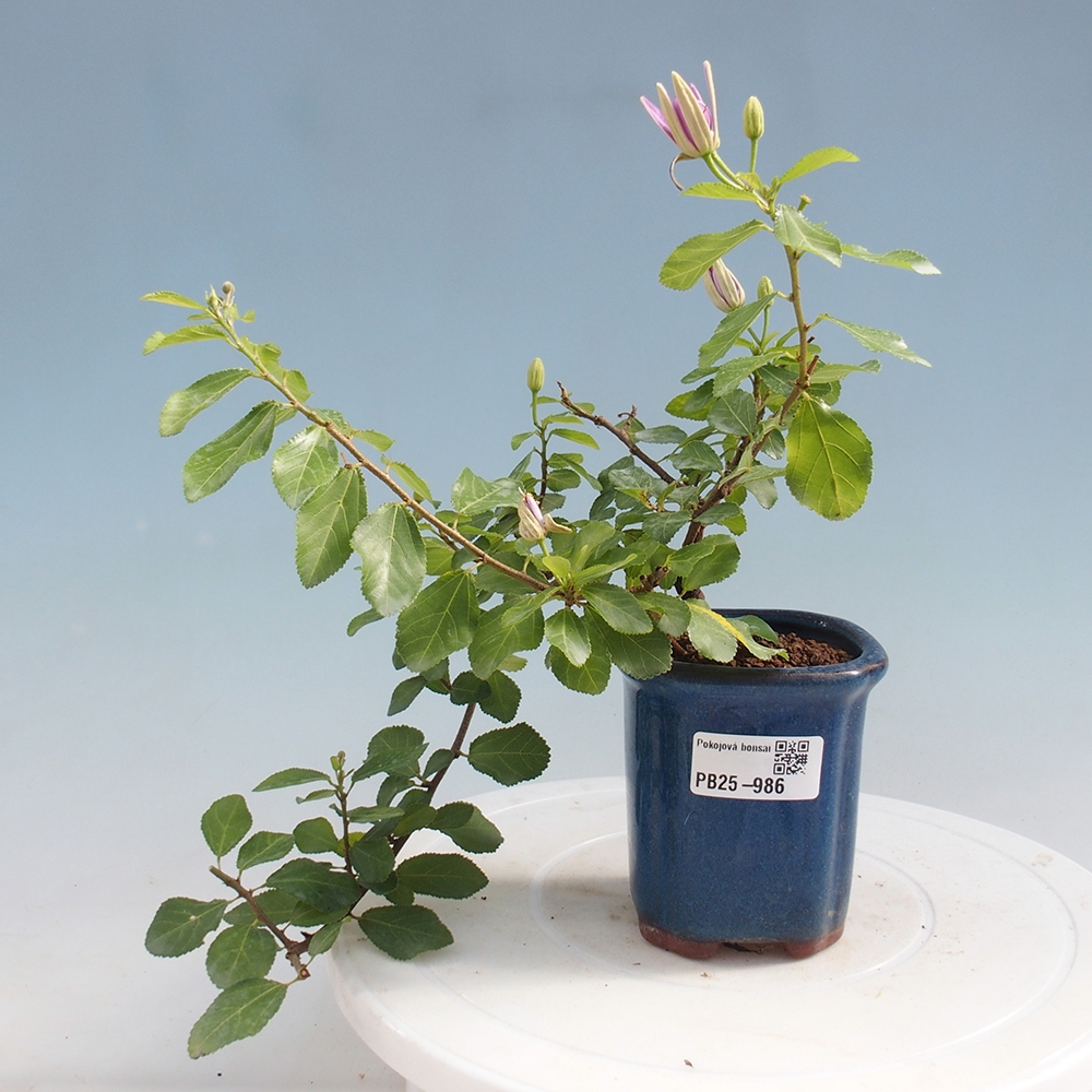 Indoor bonsai - Grewia occidentalis - Lavender star