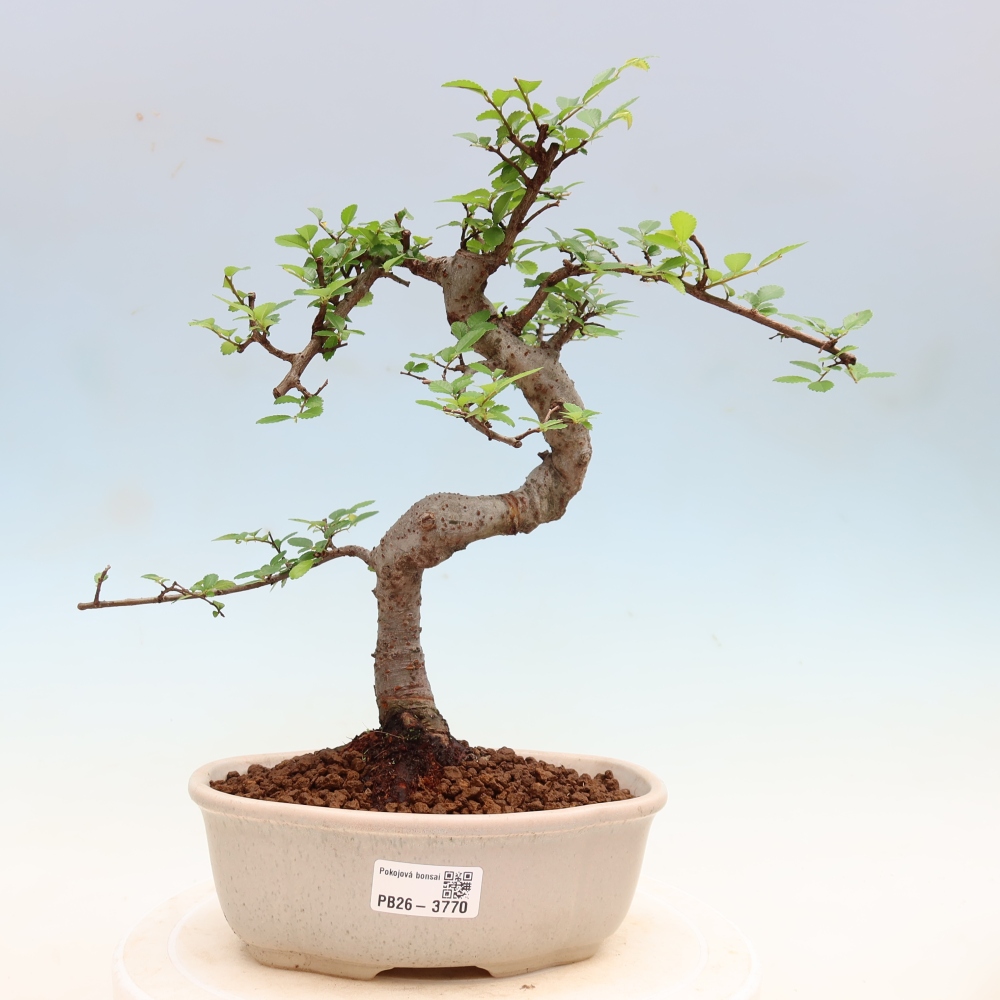 Room bonsai - Ulmus parvifolia - Small-leaved elm