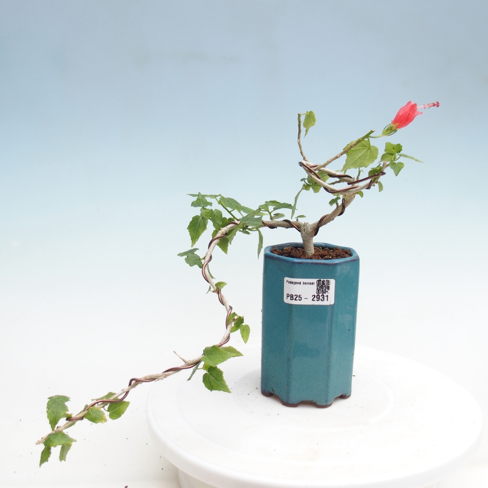 Indoor bonsai - Malvaviscus arboreus - woody hibiscus