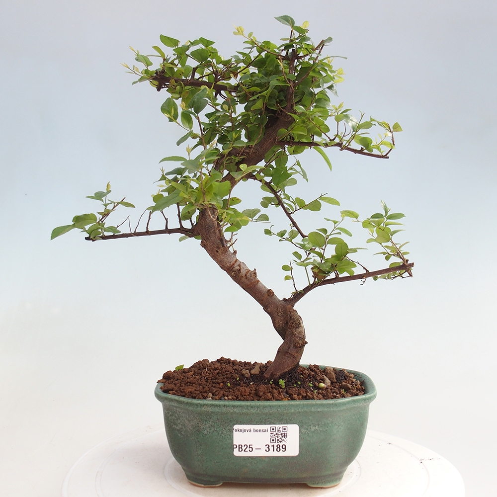 Indoor bonsai - Sagerécie thea - Sagerécie thea
