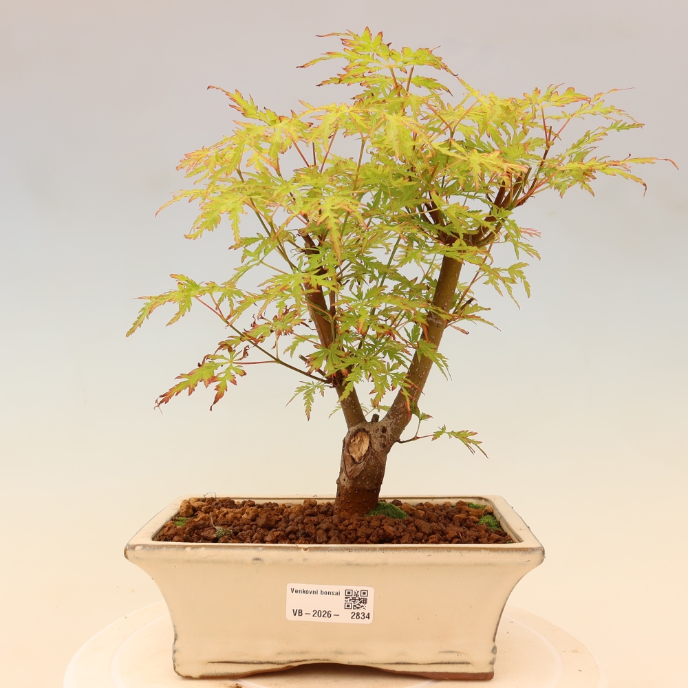 Outdoor Bonsai - Acer palmatum Dissectum - Japanese Maple 
