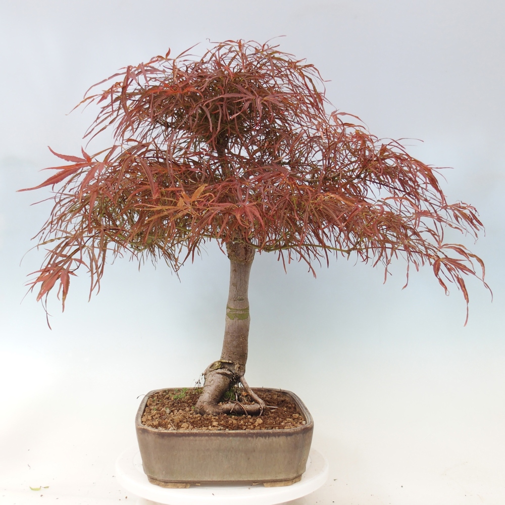 Outdoor bonsai - Acer palmatum RED PYGMY