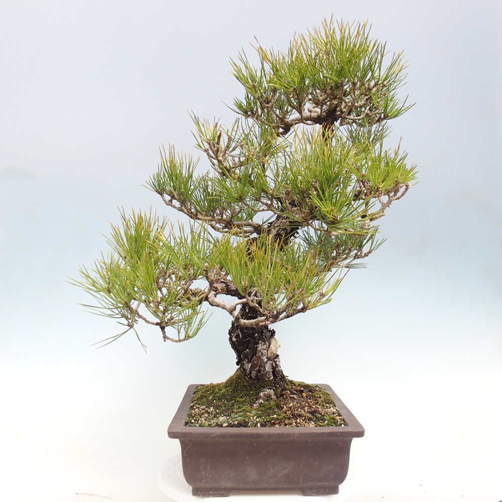 Outdoor bonsai - Pinus thunbergii - Thunberg pine