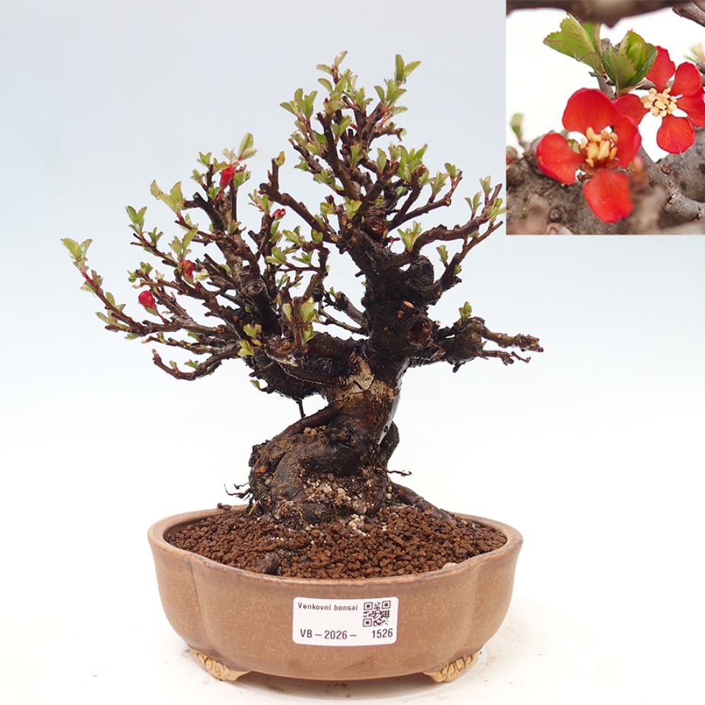 Outdoor bonsai - Chaneomeles speciosa - Quince