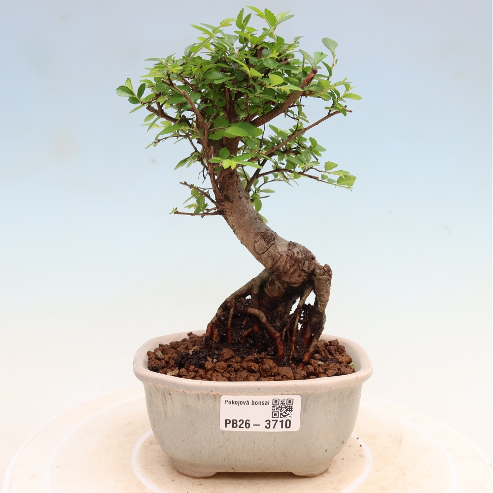 Room bonsai - Ulmus parvifolia - Small-leaved elm