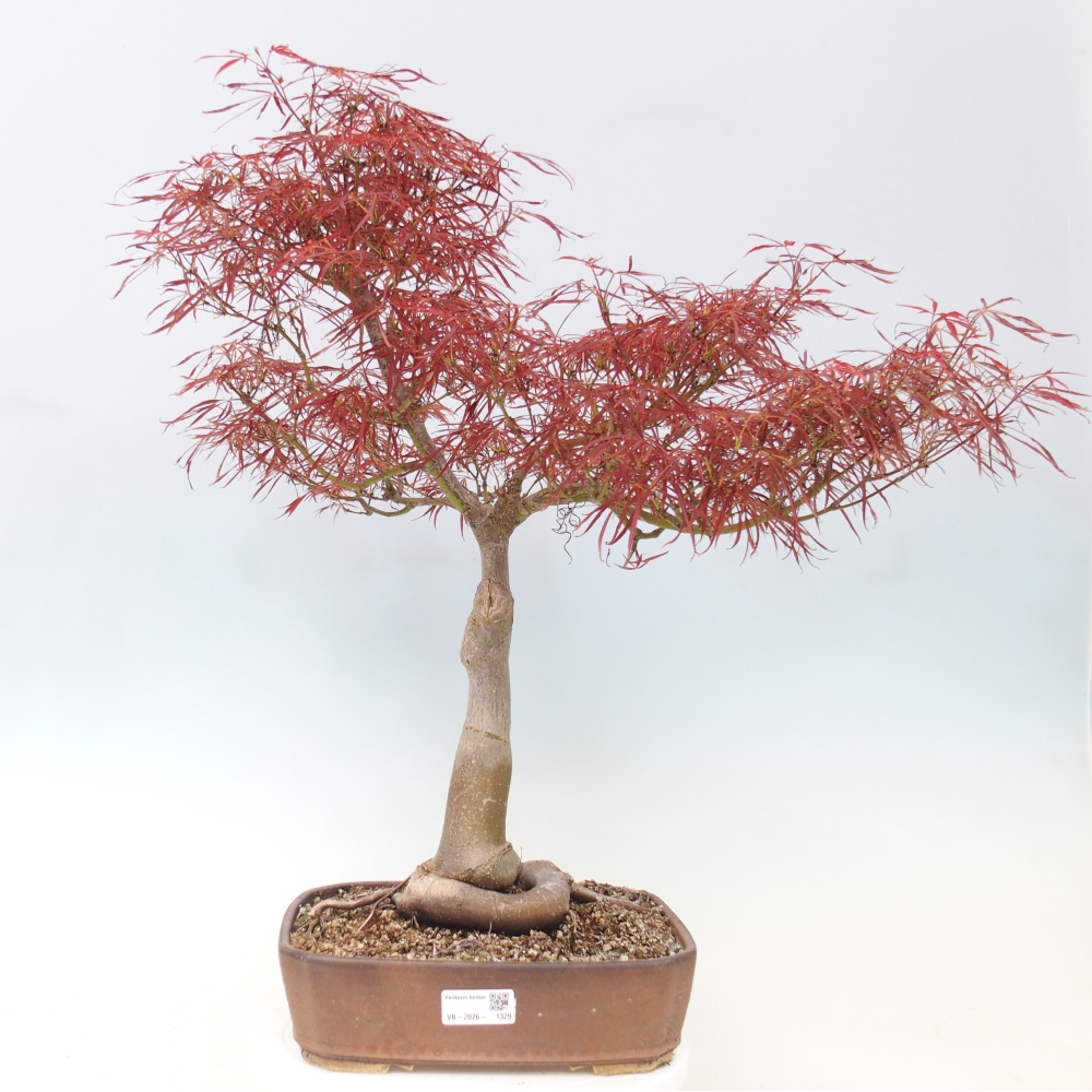 Outdoor bonsai - Acer palmatum RED PYGMY