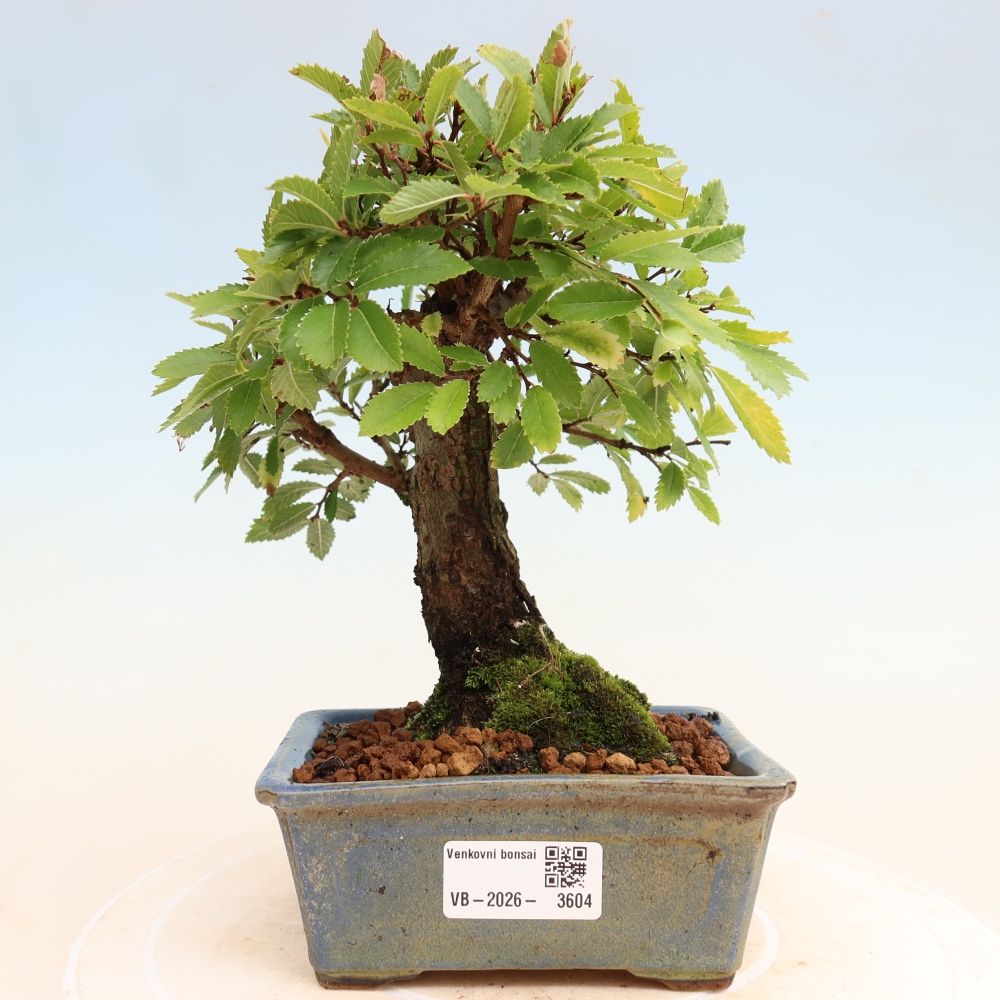 Outdoor bonsai - Zelkova - Zelkova NIRE