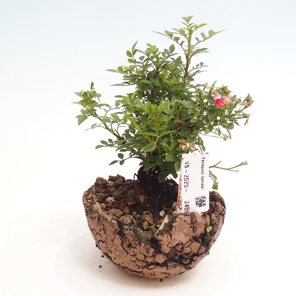 Outdoor bonsai - Rosa Cutie Pie - Roses