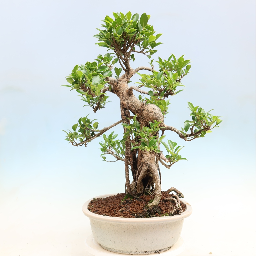 Room bonsai - Ficus kimmen - small-leaved ficus