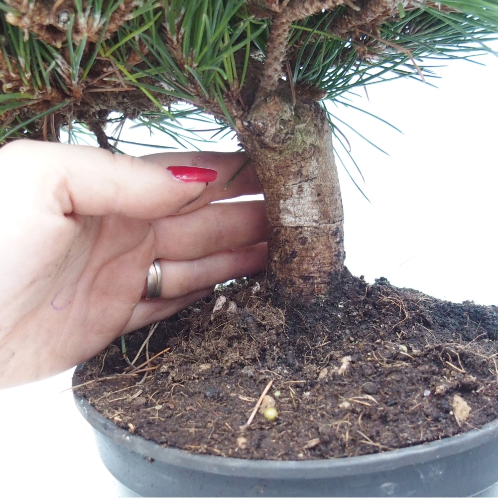 Outdoor bonsai - Pinus thunbergii senjyumaru - Thunberg pine
