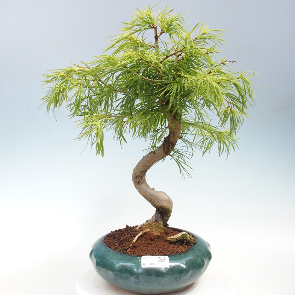 Outdoor bonsai - Dandelion - Pseudolarix amabis