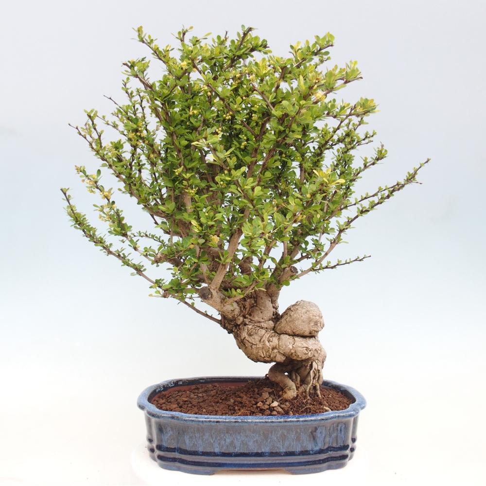 Outdoor bonsai - Berberis coreana