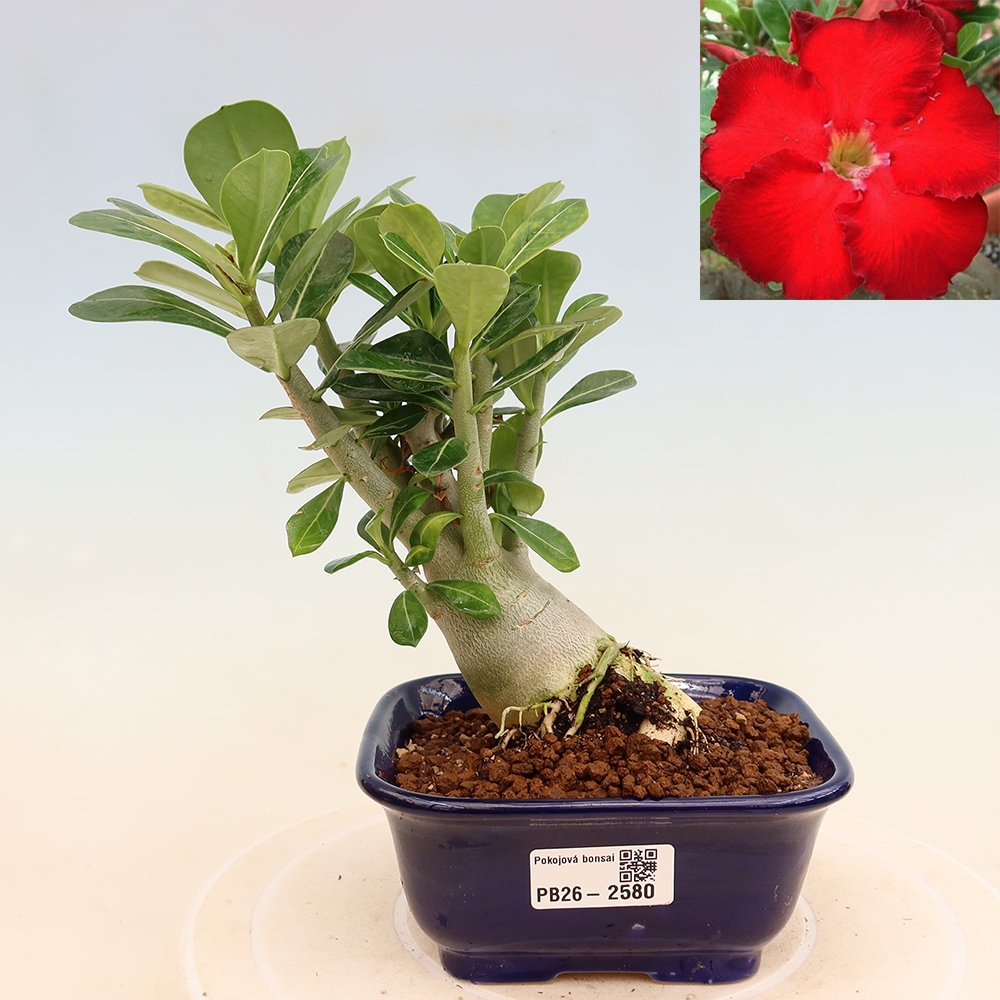 Indoor Bonsai - Adenium obesum Red Star - Desert Rose
