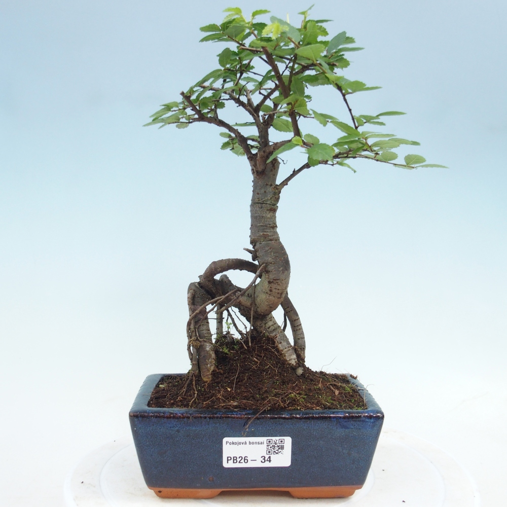 Room bonsai - Ulmus parvifolia - Small-leaved elm