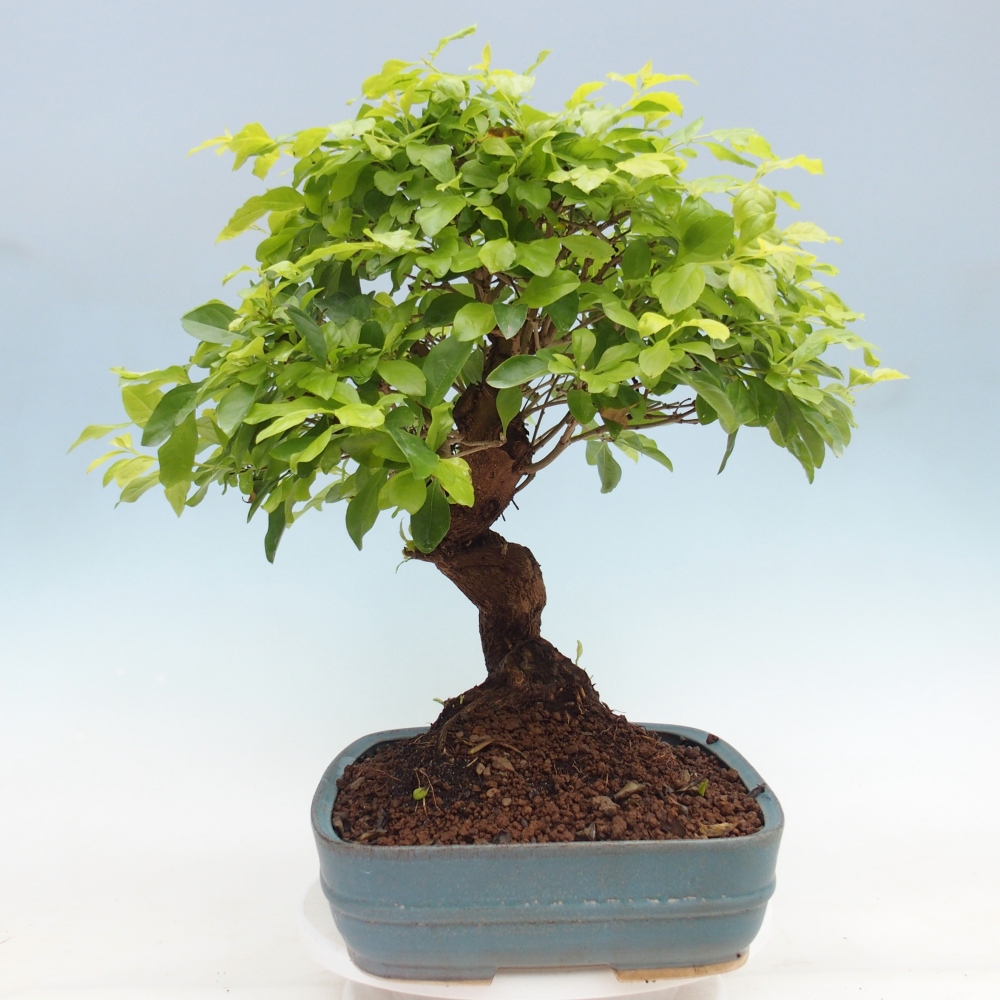 Room bonsai - Duranta erecta Aurea - PERSONAL COLLECTION ONLY or pallet transport
