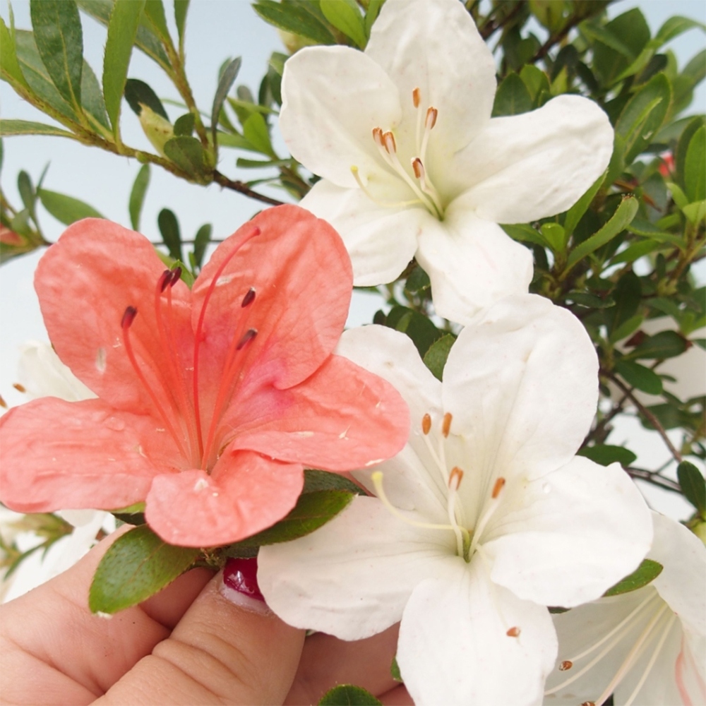 Outdoor bonsai - Japanese Azalea - Azalea Matsunami