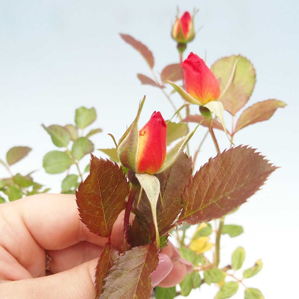 Outdoor bonsai - Rosa Kordes -  rose
