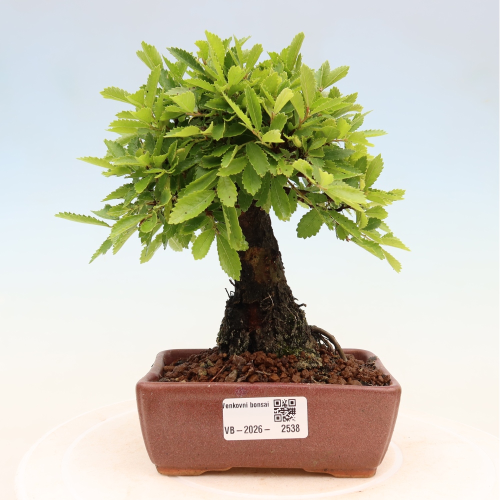 Outdoor bonsai - Zelkova - Zelkova NIRE