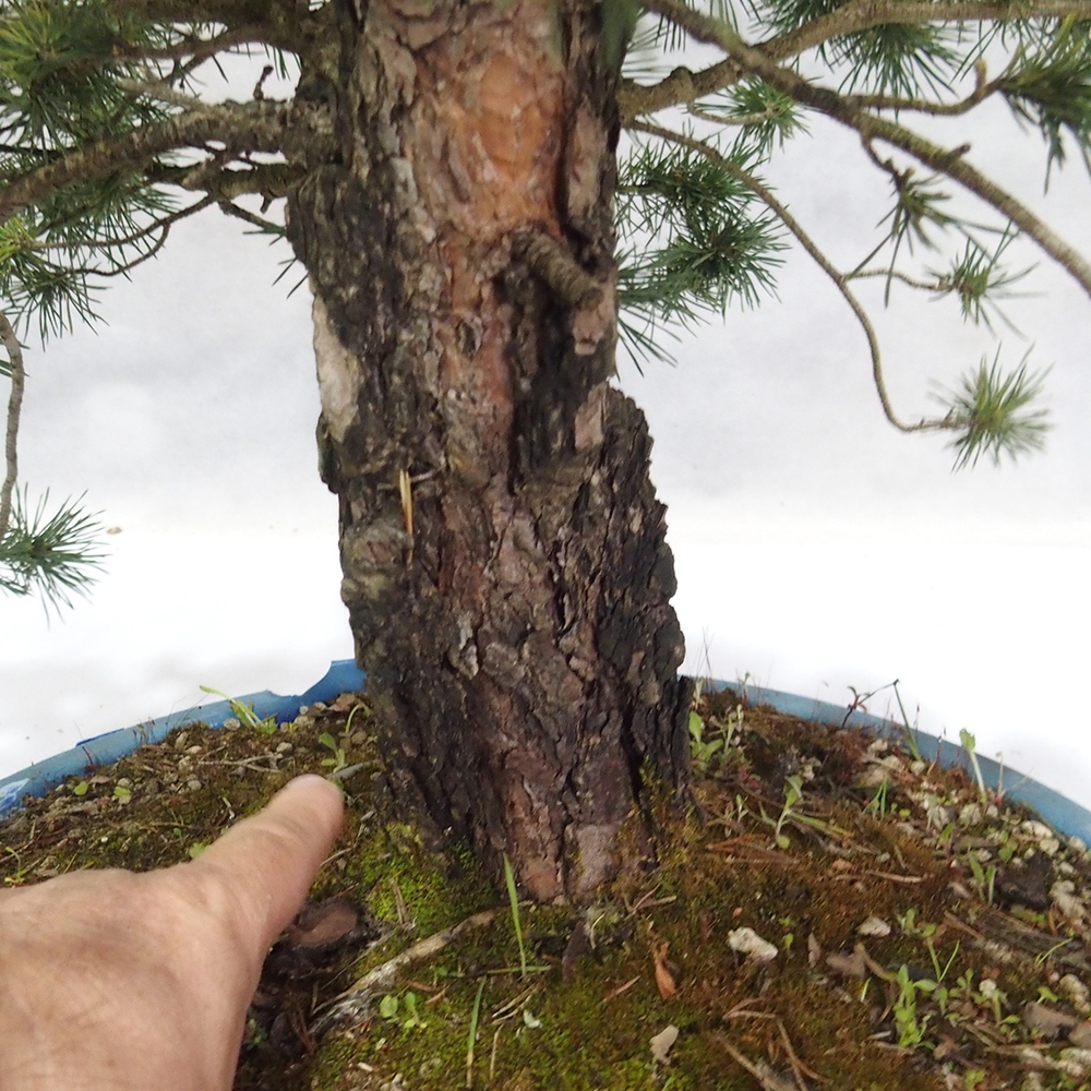 Yamadori - Pinus sylvestris 