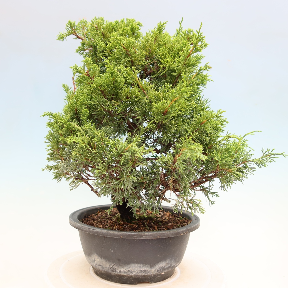 Outdoor Bonsai - Juniperus chinensis Itoigawa - Chinese Juniper