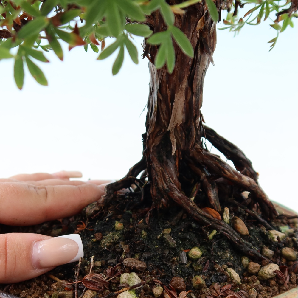 Outdoor bonsai - Potentila fruticosa