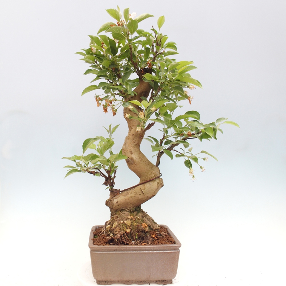 Outdoor bonsai - Malus halliana - Small-fruited apple tree