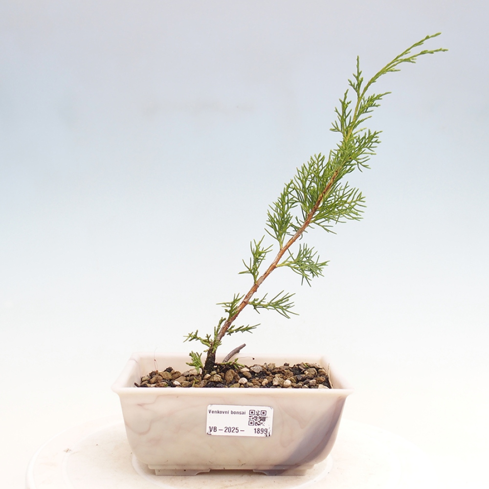 Outdoor bonsai - Juniperus chinensis Itoigawa - Chinese juniper