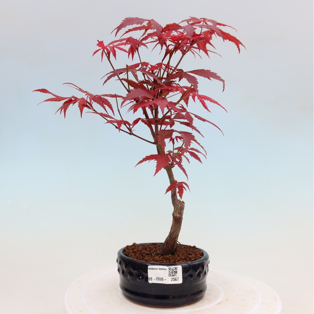 Outdoor bonsai - Acer palm. Atropurpureum-Javor palmate