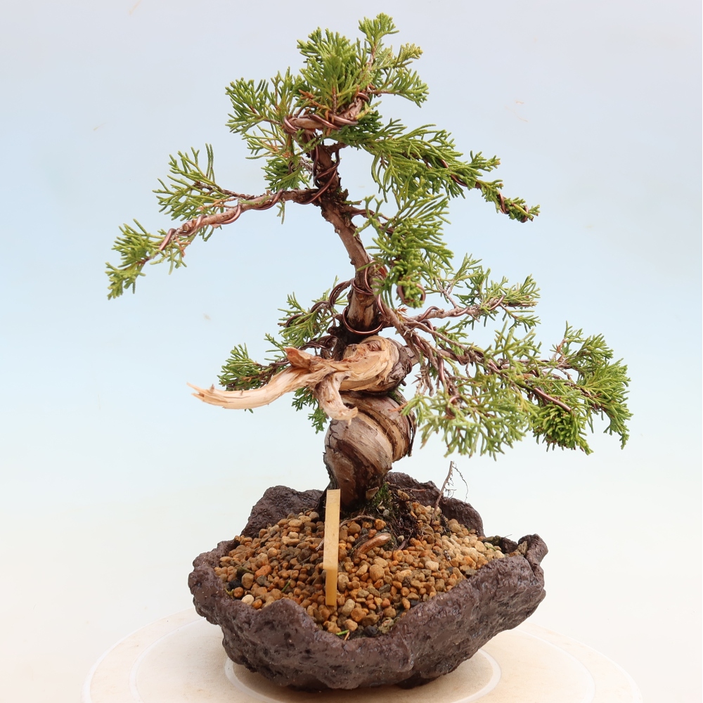 Outdoor Bonsai - Juniperus chinensis Itoigawa - Chinese Juniper