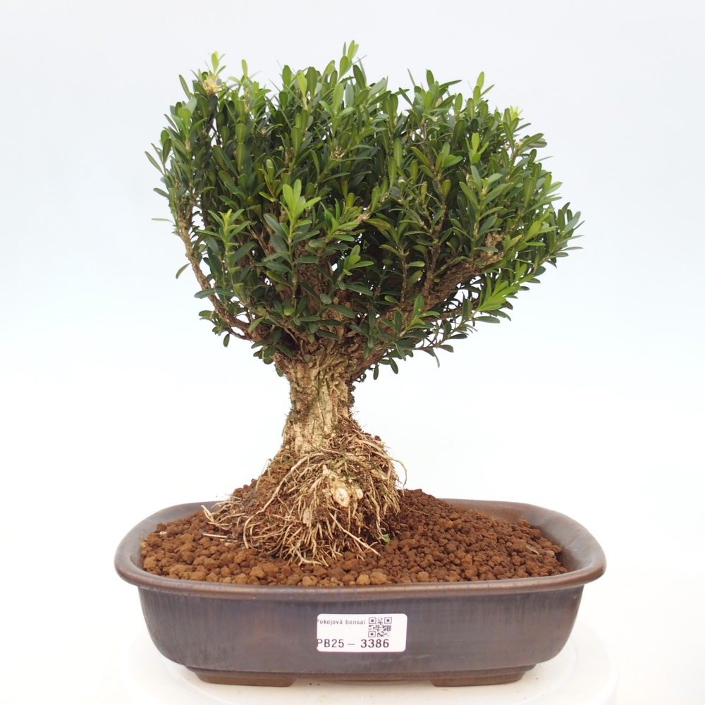 Room bonsai - Buxus harlandii - cork buxus