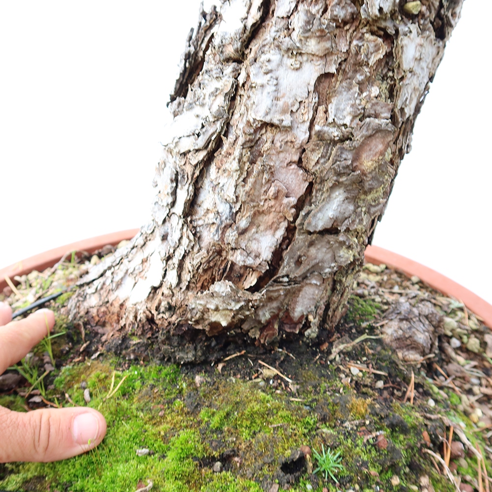 Pinus sylvestris Spain - Scots pine