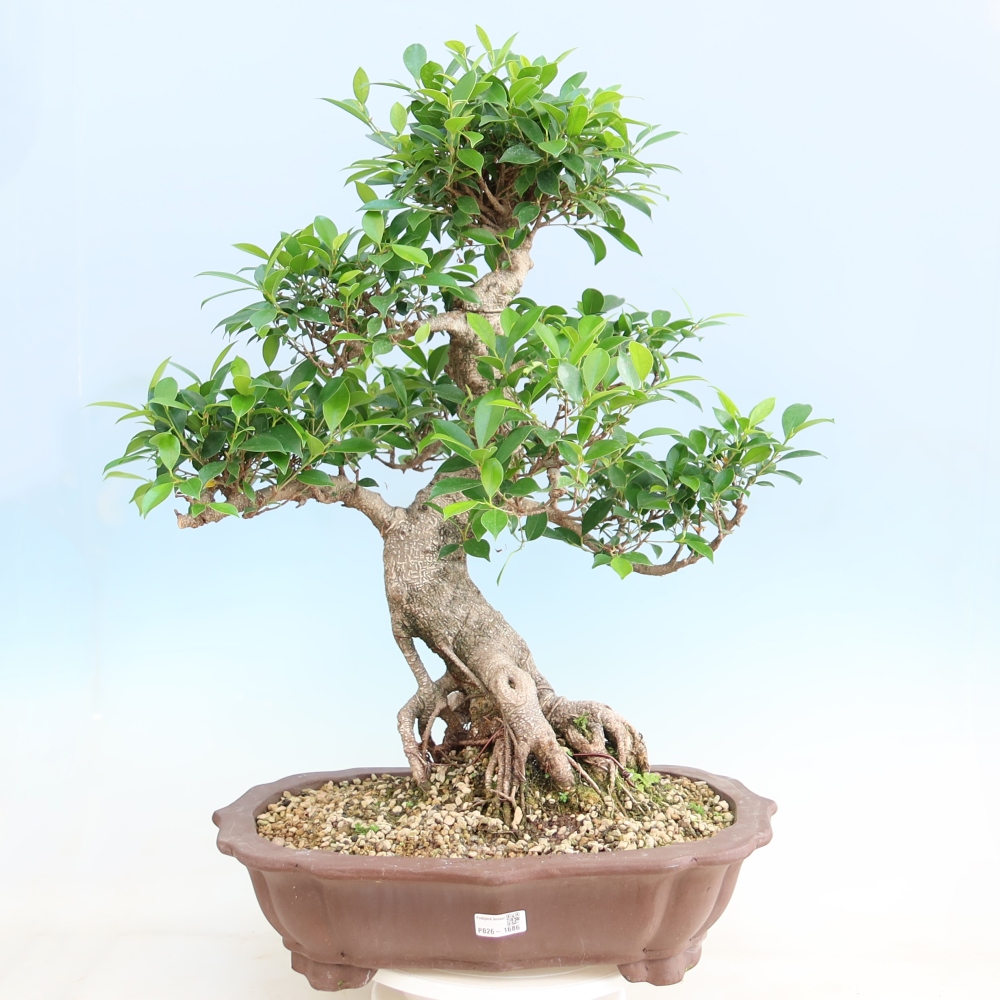 Room bonsai - Ficus kimmen - small-leaved ficus