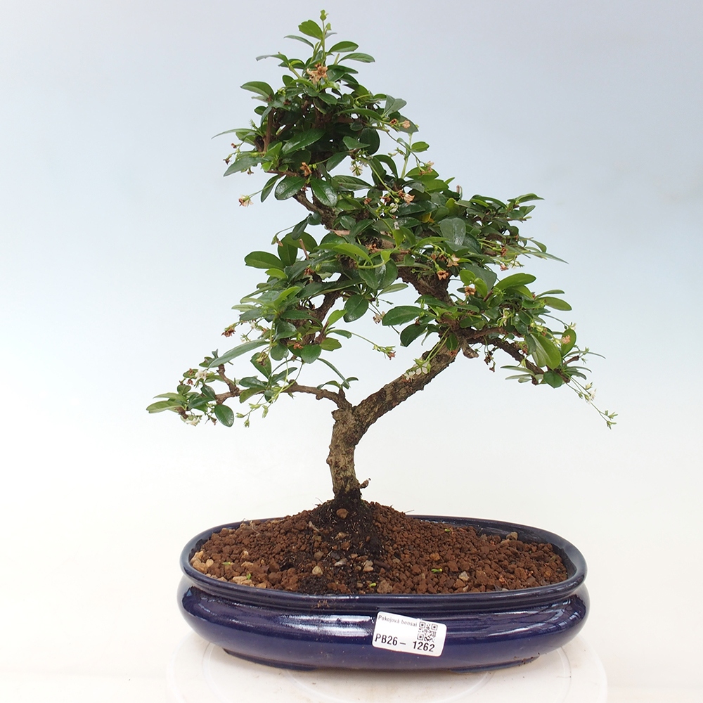 Room bonsai - Carmona macrophylla - Tea fuki