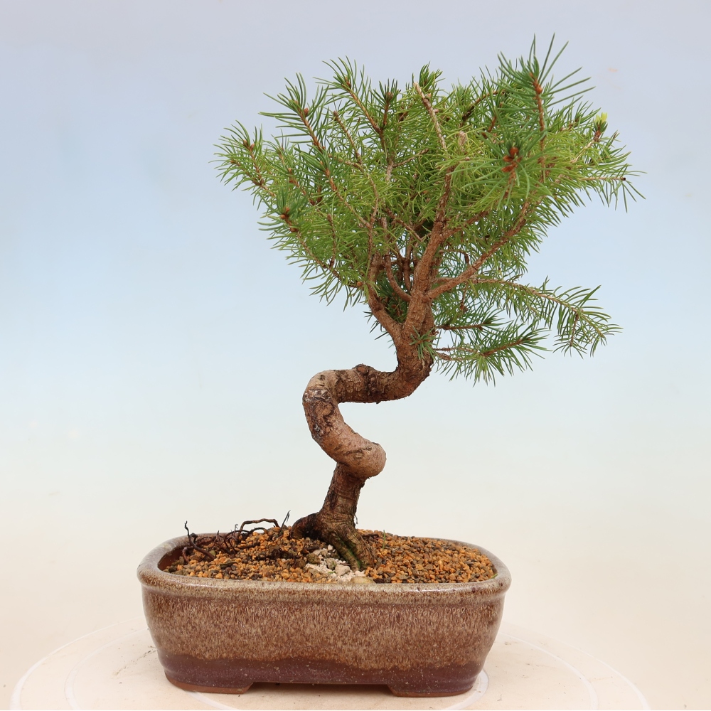 Outdoor bonsai - Spruce - Picea glauca globe