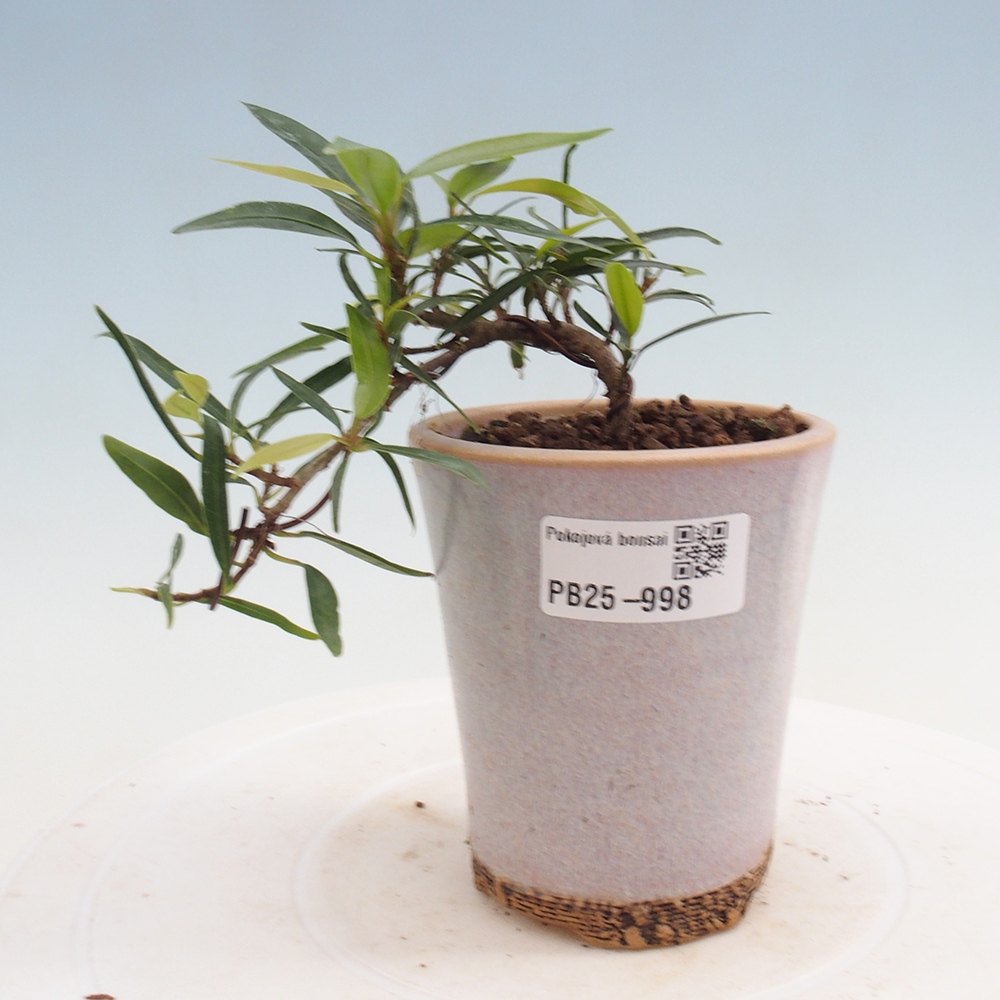 Indoor bonsai - Ficus nerifolia - small-leaved ficus