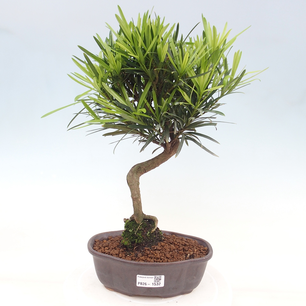 Room bonsai - Podocarpus - Stone Yew