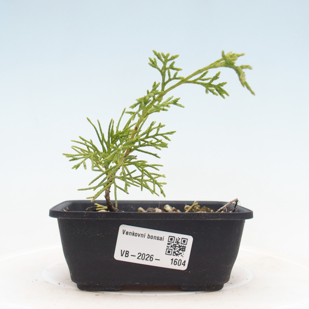 Outdoor bonsai - Juniperus chinensis Itoigawa