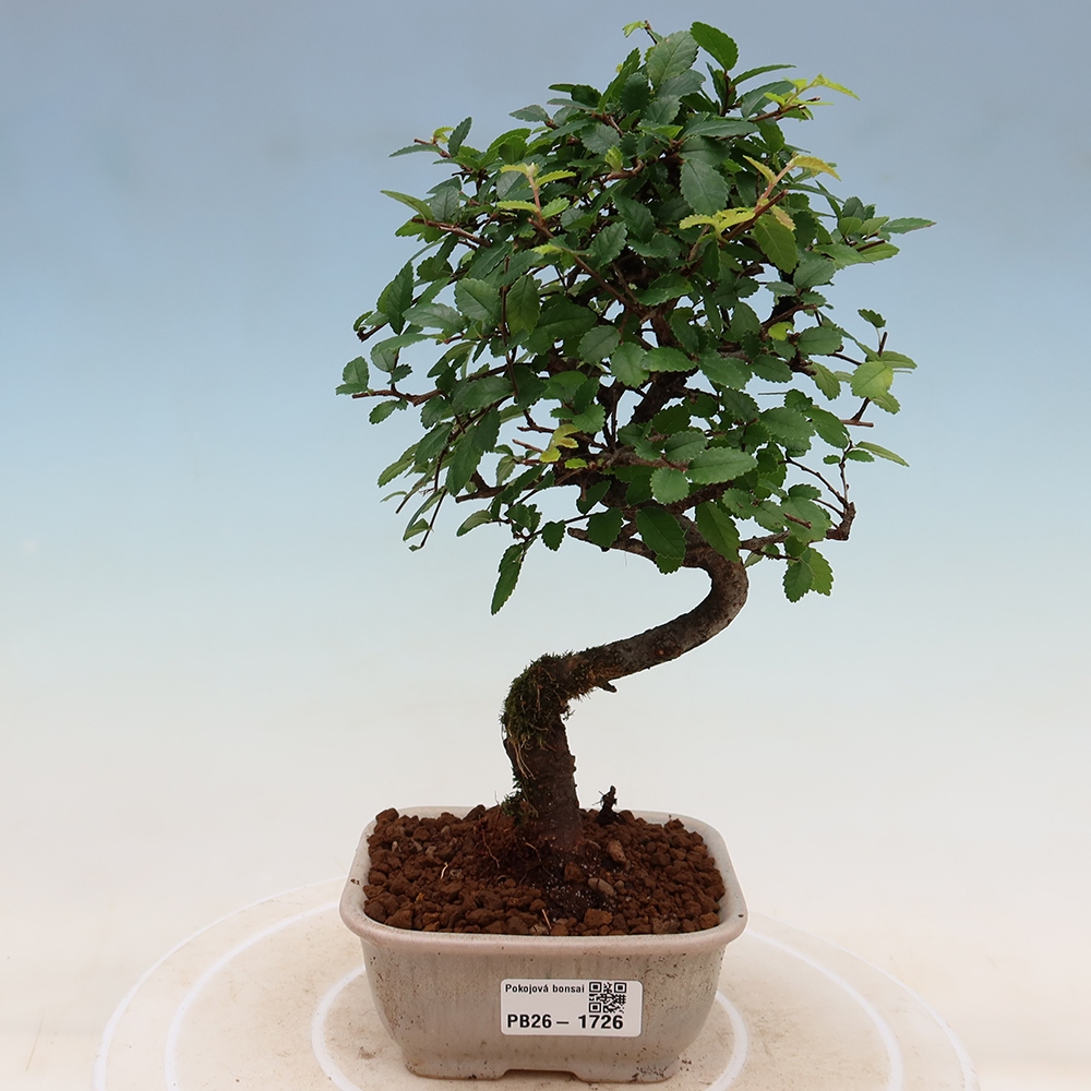 Room bonsai - Ulmus parvifolia - Small-leaved elm
