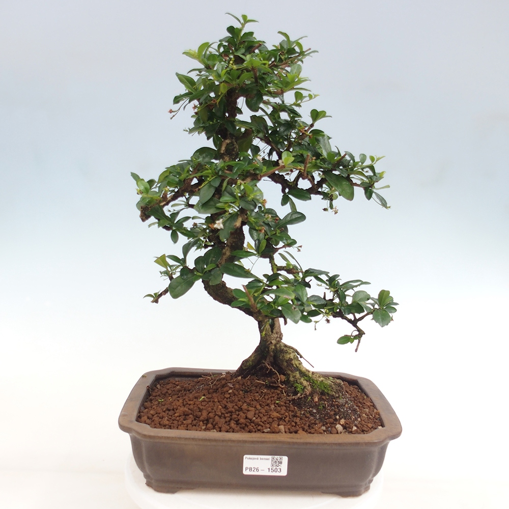Room bonsai - Carmona macrophylla - Tea fuki