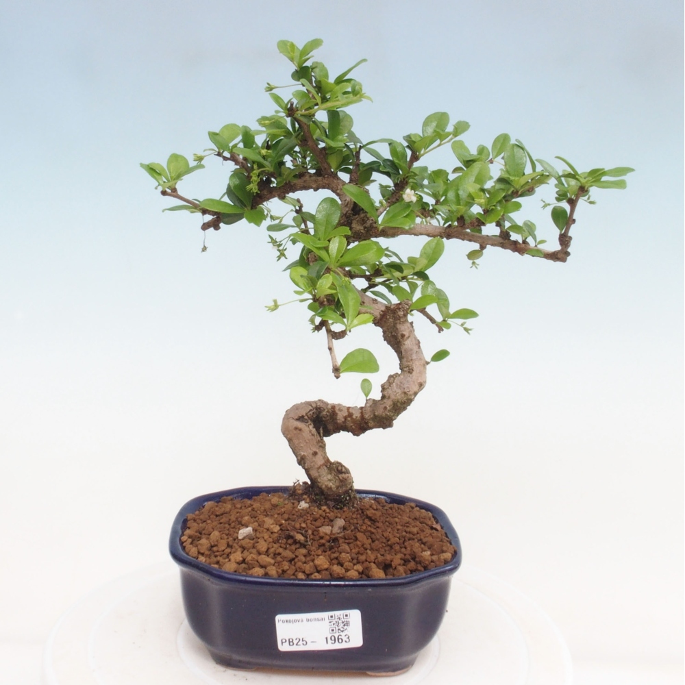 Indoor bonsai - Carmona macrophylla - Fuki tea