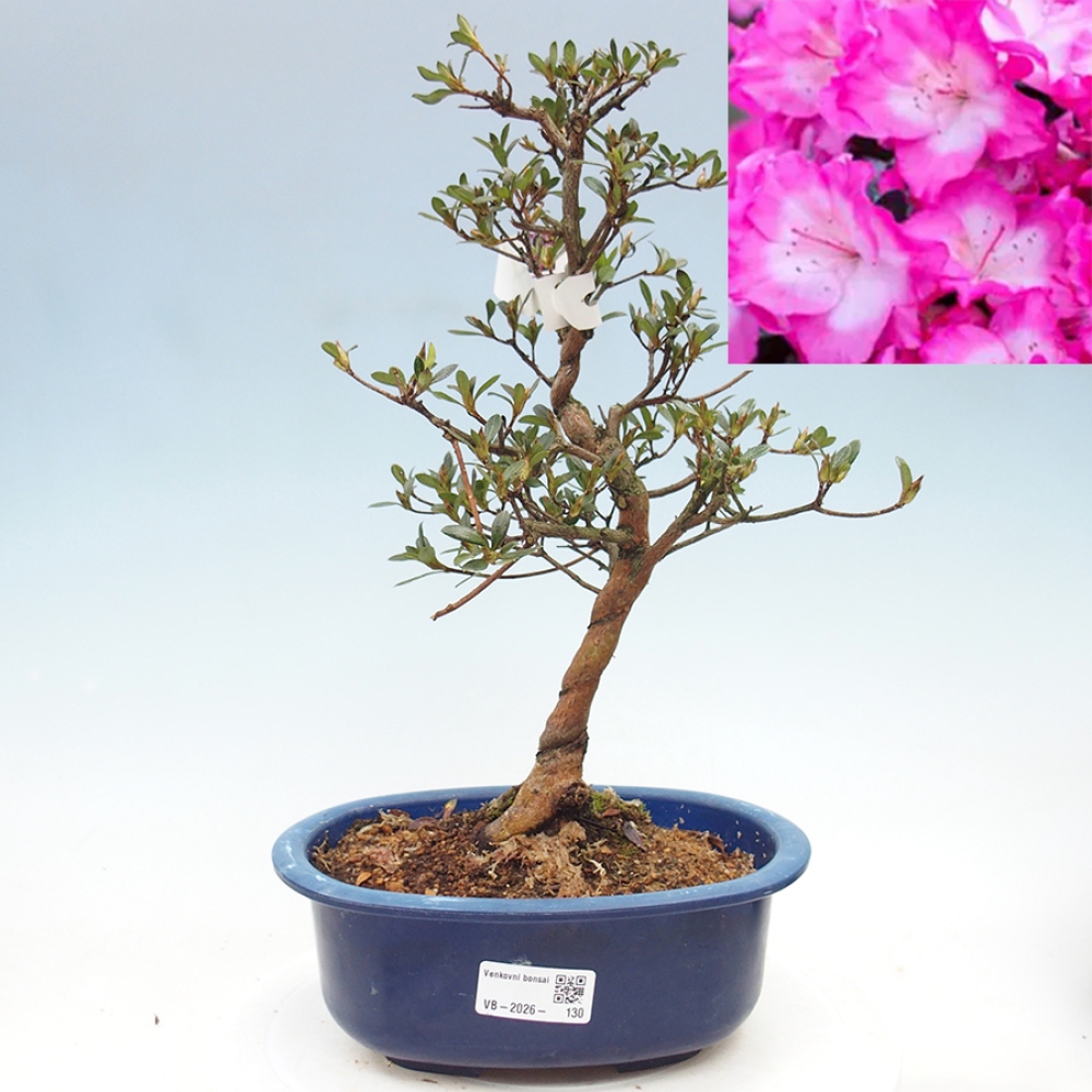 Outdoor bonsai - Japanese Azalea - Azalea Mio